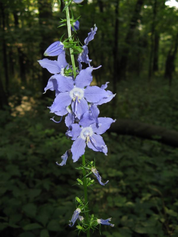 photo of blue flowers in Starved Rock State Park, IL