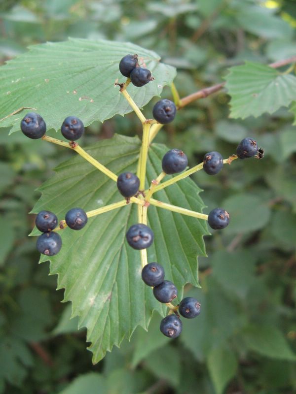 photo of red berries in Starved Rock State Park, Illinois