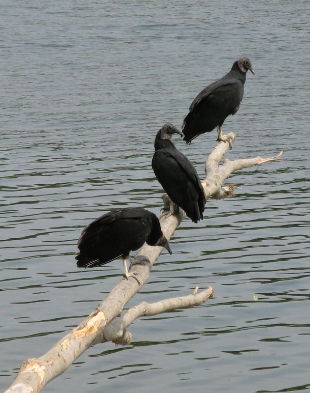 photo of 3 vultures