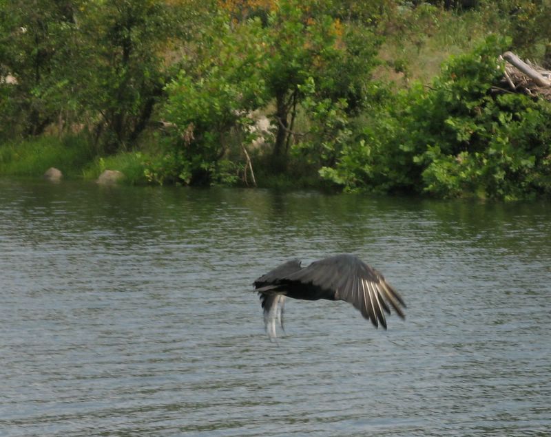 photo of vulture flying