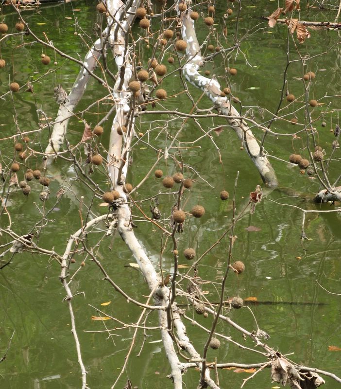 photo of a Sycomore tree?